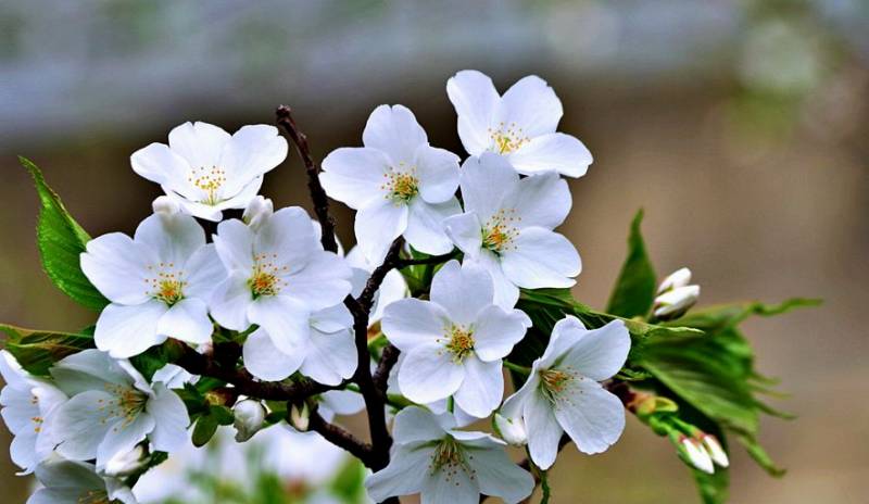 白いサクラの名前,大島桜,オオシマザクラ