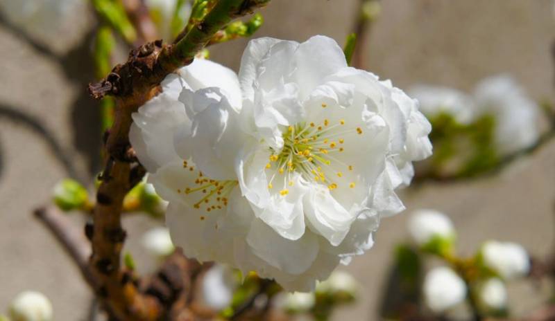白いサクラの名前,緑萼桜,リョクガクサクラ