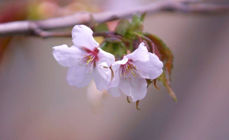 白いサクラの名前,千島桜,チシマザクラ