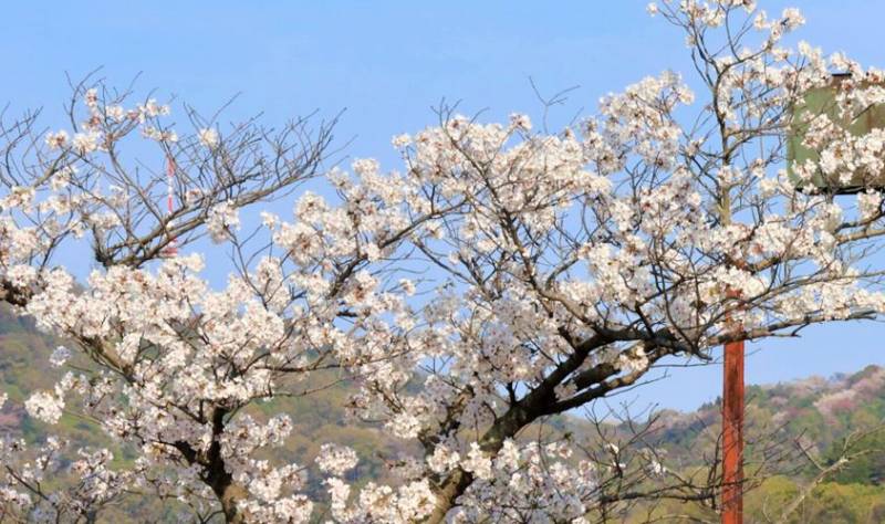 白いサクラの名前,久米の桜,クメノサクラ