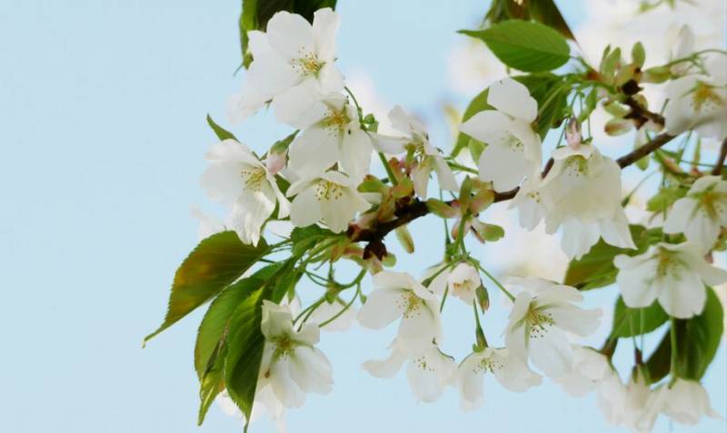 白い桜,名前,11種類,品種,花言葉,意味
